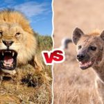 Hyenas and Lions Have Fierce Battles Over Food. Which type of relationship does this describe?
